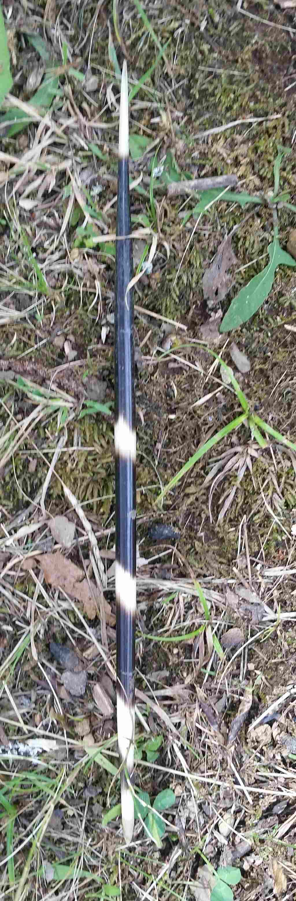 Aculeo di istrice lungo e spesso